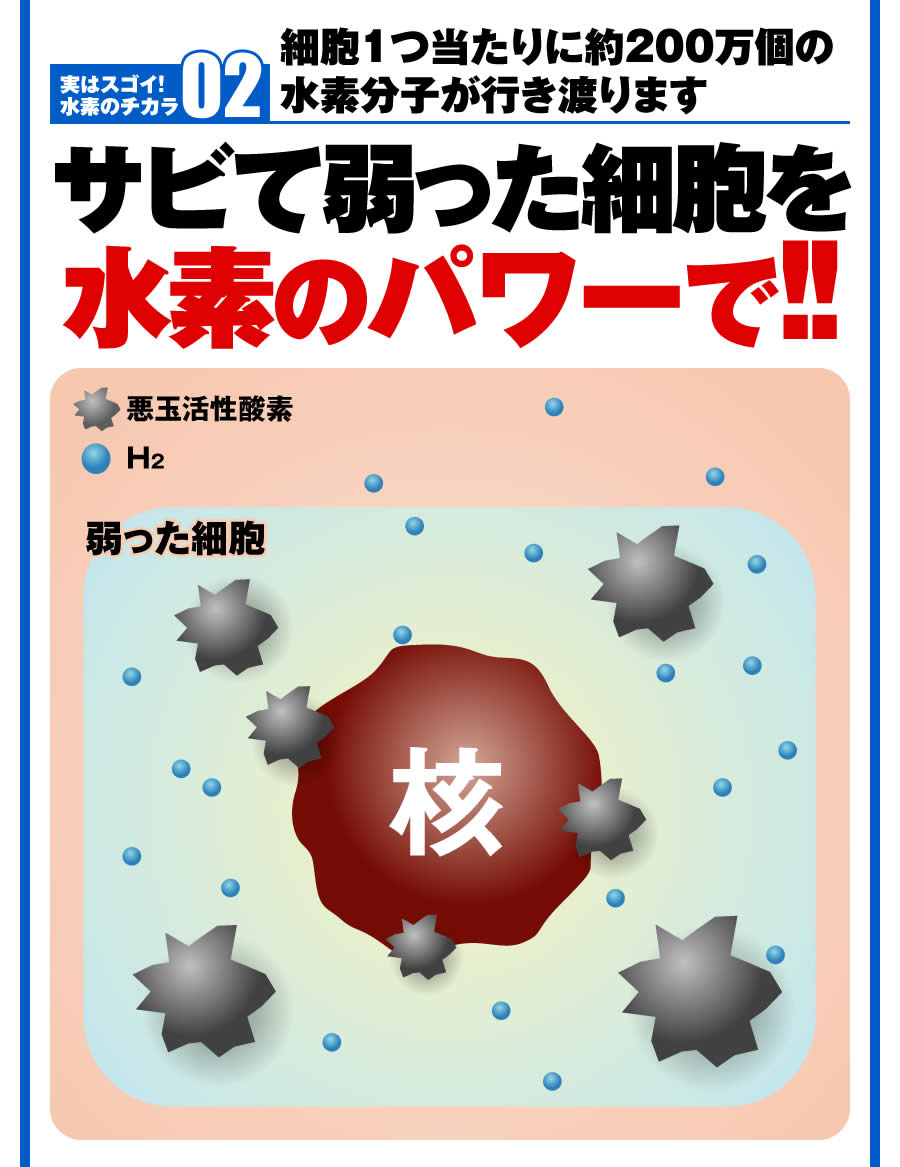 細胞1つ当たりに約200万個の水素分子が行き渡ります